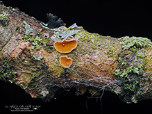 Orange Peel Fungus