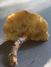 Painted Suillus