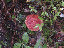 Painted Suillus