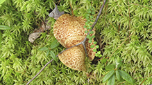 Painted Suillus