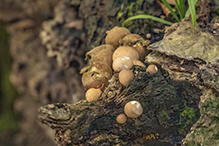 Pear-shaped Puffball