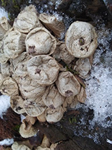 Pear-shaped Puffball