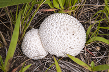 Peeling Puffball