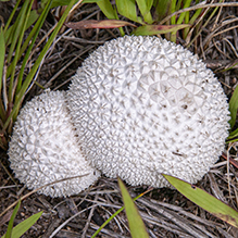 Peeling Puffball