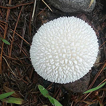 Peeling Puffball