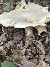 Peppery Milkcap