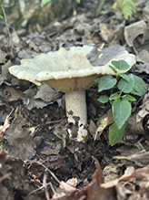 Peppery Milkcap