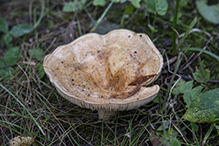 Peppery Milkcap
