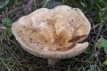 Peppery Milkcap