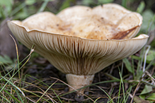 Peppery Milkcap