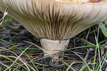 Peppery Milkcap