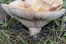 Peppery Milkcap