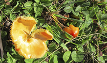 Persistent Waxcap