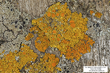 Pin-cushion Sunburst Lichen