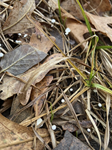 Pinwheel Mushroom (Family Marasmiaceae)