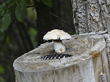 Poplar Pholiota