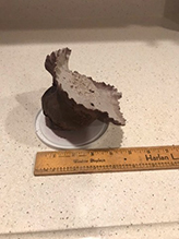 Purple-spored Puffball