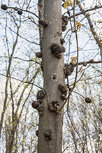 phomopsis gall infestation 4