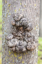 phomopsis gall Gall 1