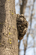 phomopsis gall Gall 2