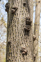 phomopsis gall infestation 6