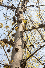 phomopsis gall infestation 5