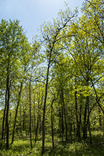 phomopsis gall infestation 1