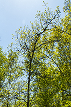 phomopsis gall infestation 2