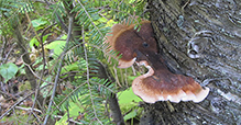 Resinous Polypore