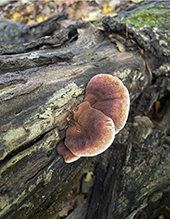 Resinous Polypore