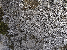 Rim Lichen (Lecanora sp.)