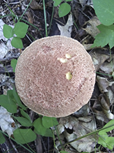 Russell’s Bolete