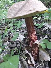 Russell’s Bolete