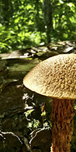 Russell’s Bolete