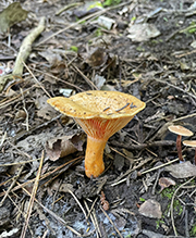 Salmon Milkcap