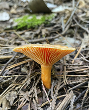 Salmon Milkcap