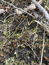 Scaly Dog Pelt Lichen