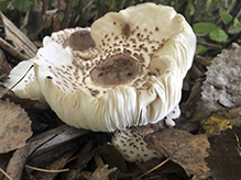 Shaggy Parasol