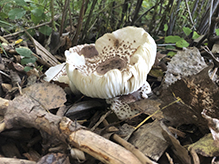 Shaggy Parasol