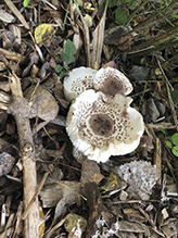 Shaggy Parasol