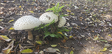 Shaggy Parasol