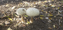 Shaggy Parasol