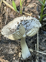 Short-stemmed Russula