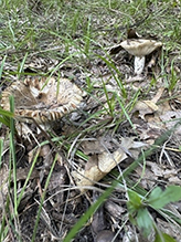 Short-stemmed Russula