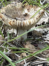 Short-stemmed Russula
