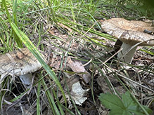 Short-stemmed Russula