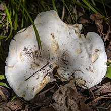 Short-stemmed Russula