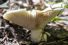 Short-stemmed Russula