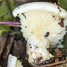 Short-stemmed Russula