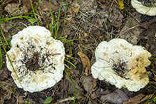 Short-stemmed Russula